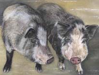 2-Schweine
